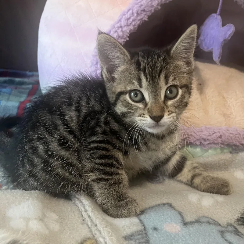 A baby small-sized female Tabby (Buff / Tan / Fawn) Domestic Short Hair cat named Cara for adoption in Bentonville, AR