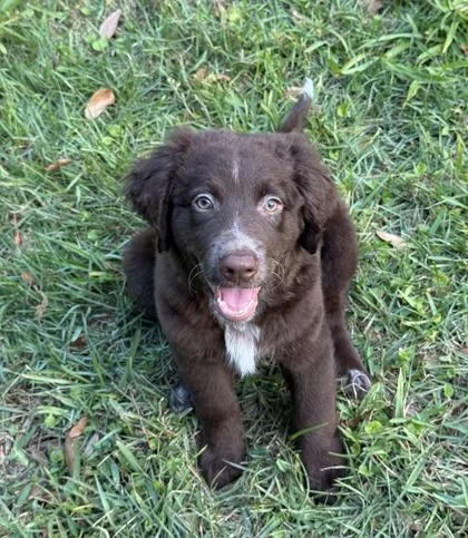 A baby large-sized female Standard Poodle dog named Firefly for adoption in Morton Grove, IL
