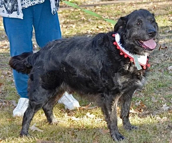 An adult large-sized male Retriever dog named Shadow for adoption in Princeton, MA