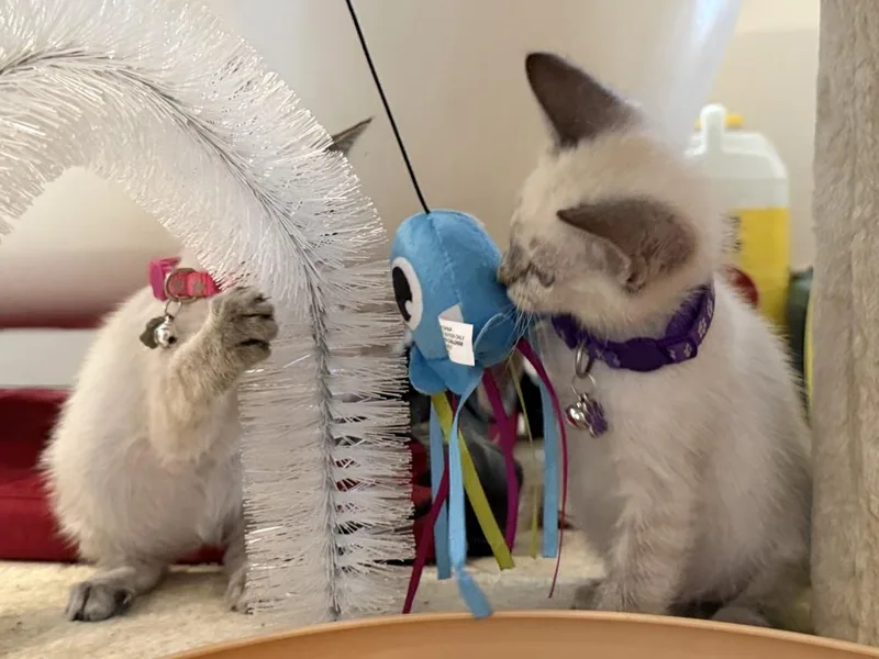 A baby small-sized male Siamese cat named Remmie for adoption in Saint Augustine, FL