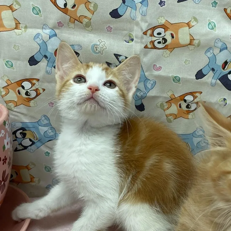 A young medium-sized female Orange / Red Domestic Short Hair cat named Eggs for adoption in Clearwater, FL