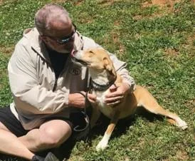 An adult medium-sized female Shepherd dog named Lucille for adoption in Madison, NJ