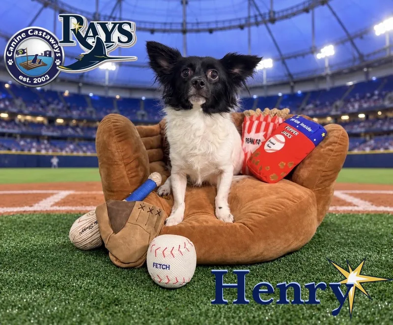 Henry thumbnail 2