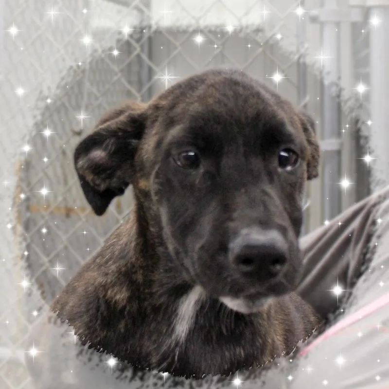 A baby medium-sized female Brindle Mixed Breed dog named Cher for adoption in Amelia, OH