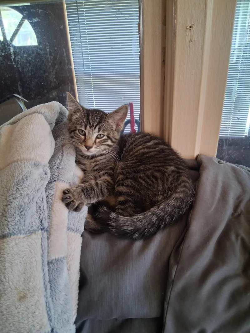 A young small-sized female Domestic Short Hair cat named C Litter Frankie for adoption in Livonia, MI