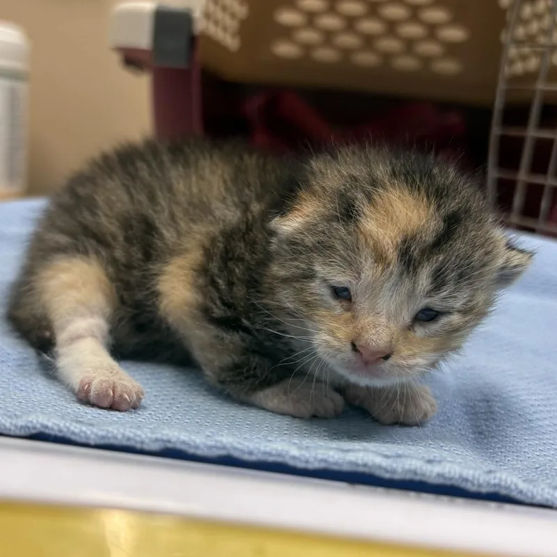A baby small-sized female Torbie Domestic Short Hair cat named Figaro for adoption in Tacoma, WA