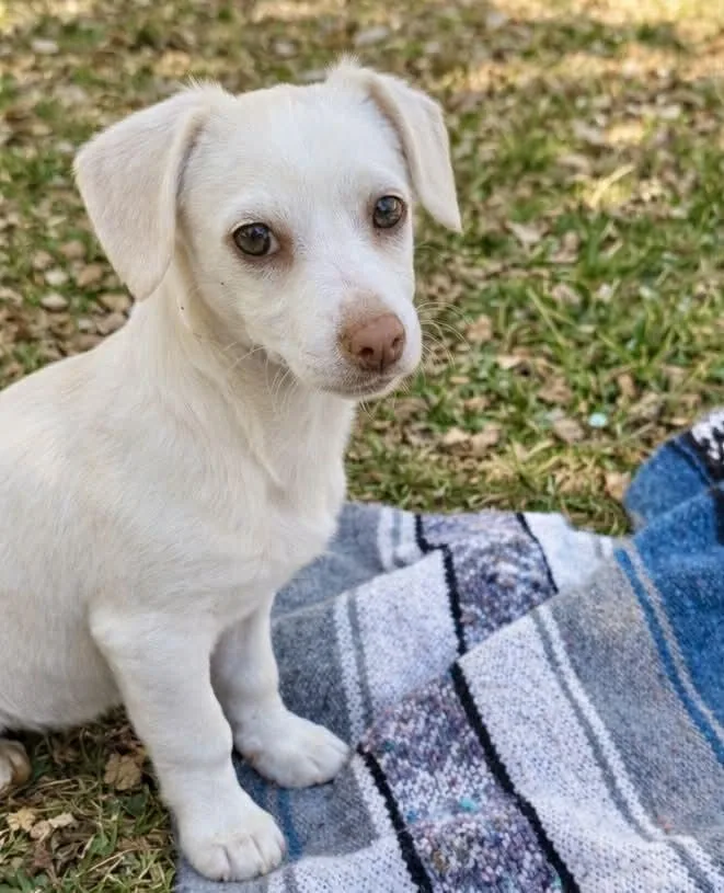 Professor Fuzzelbum thumbnail 4