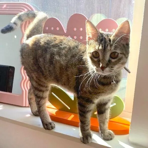 An adult medium-sized female Tabby (Brown / Chocolate) Tabby cat named Milky Way Candy for adoption in Friendswood, TX