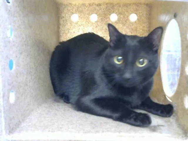 A young medium-sized male Domestic Short Hair cat named Crow for adoption in Albuquerque, NM