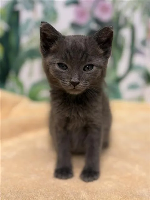 A baby small-sized male Domestic Medium Hair cat named Timon for adoption in Tracy, CA