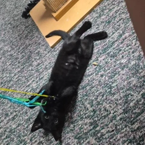 A baby small-sized male Black Domestic Short Hair cat named Derby for adoption in Hudsonville, MI