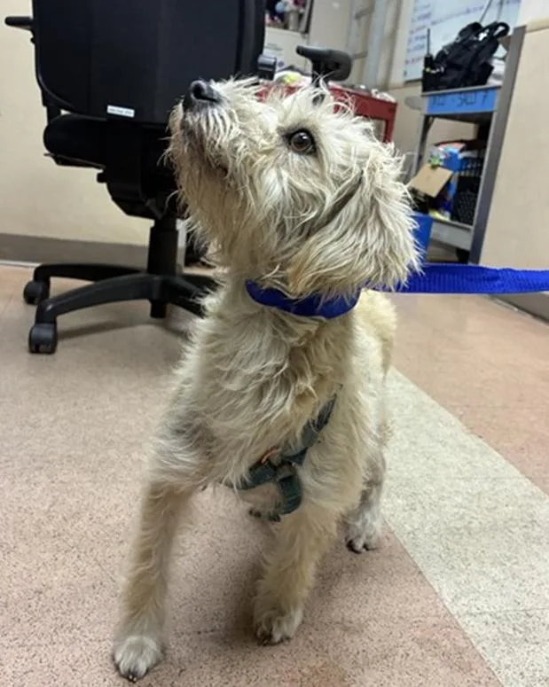 An adult small-sized female Terrier dog named Tres Leches for adoption in Pacifica, CA