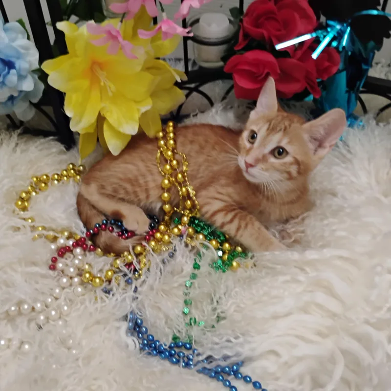 A baby medium-sized male Orange / Red Domestic Short Hair cat named Wyatt Earp Lb Hand for adoption in Phoenix, AZ