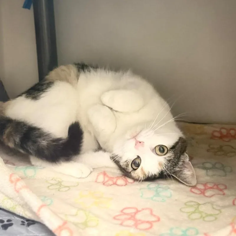 An adult small-sized female Calico Domestic Short Hair cat named Kelly for adoption in Caryville, TN