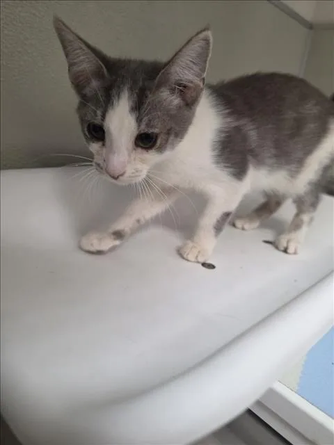 A baby small-sized male Domestic Short Hair cat named Challah for adoption in Tracy, CA