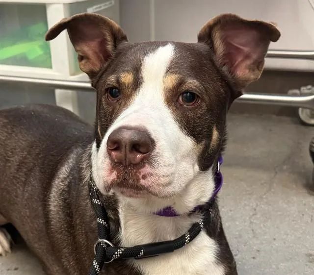 An adult large-sized male Bullmastiff dog named Taz for adoption in Tucson, AZ