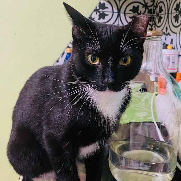 A young small-sized male Black Domestic Short Hair cat named Tini for adoption in Waco, TX