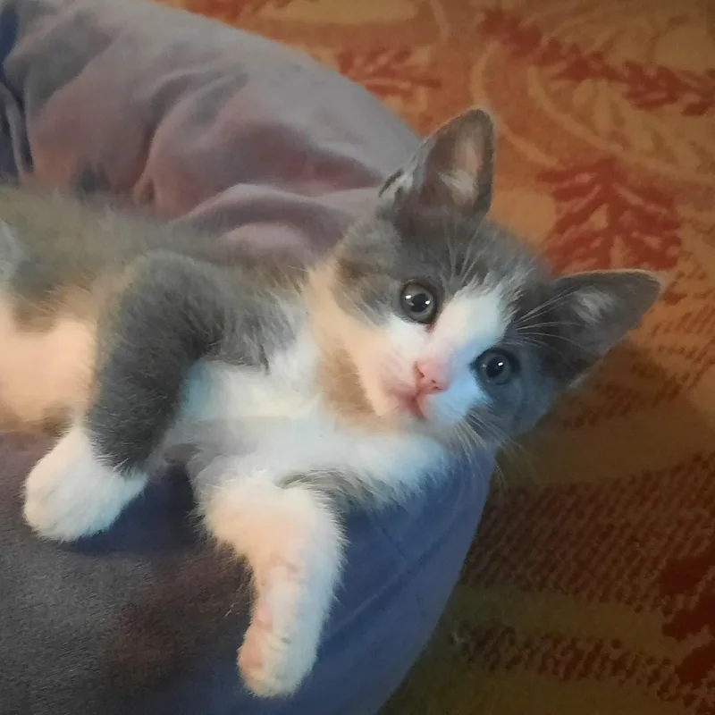 A baby medium-sized female Gray & White Domestic Short Hair cat named Twinkie for adoption in Silverton, OR