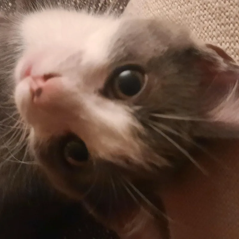Twinkie thumbnail 2