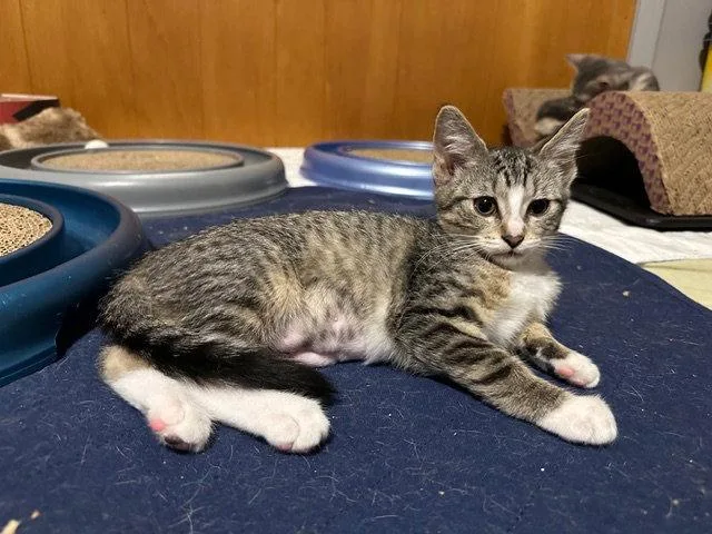 A young medium-sized female Domestic Short Hair cat named Maple for adoption in Rochester, NY