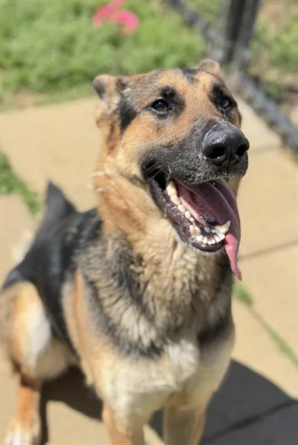 An adult medium-sized female German Shepherd Dog dog named Hodgette for adoption in Haw River, NC