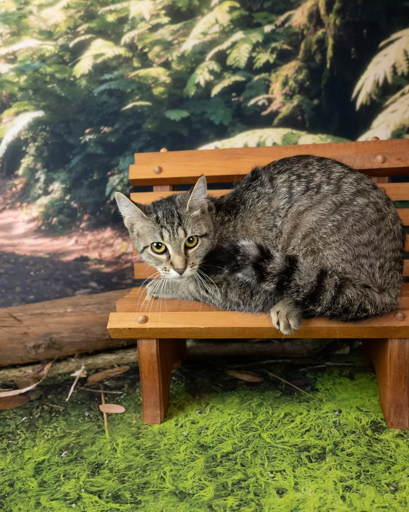 A young medium-sized male Tabby (Brown / Chocolate) Domestic Short Hair cat named Jinx for adoption in Lapeer, MI