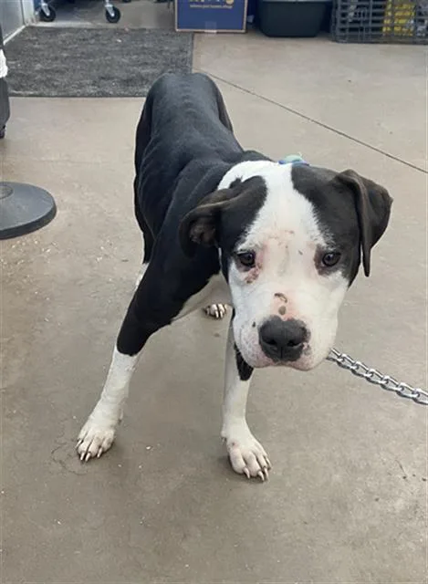 A young large-sized female Mixed Breed dog named Calliopi for adoption in Dallas, TX