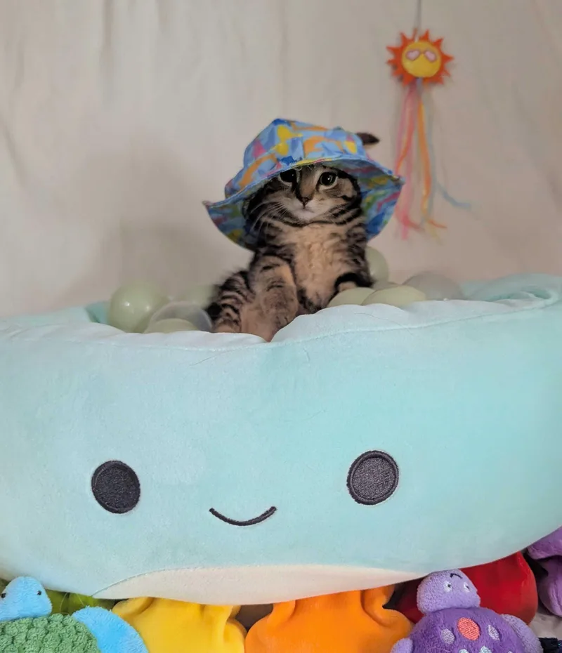 A young small-sized female Tabby (Brown / Chocolate) Domestic Short Hair cat named Ursa for adoption in Seven Valleys, PA