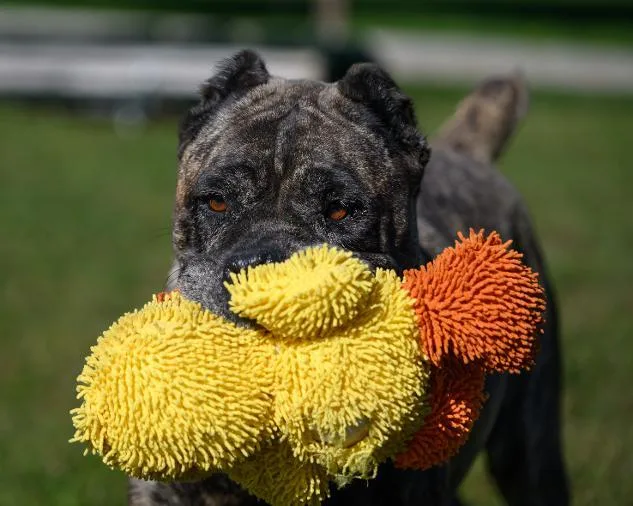 A young large-sized female Cane Corso dog named Kona for adoption in Montclair, NJ