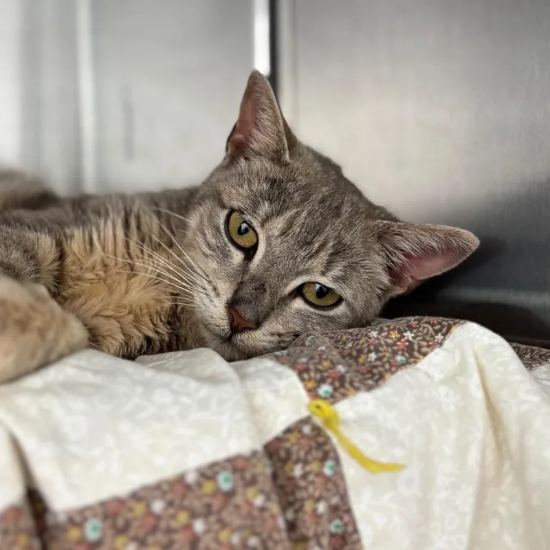 A young medium-sized female Gray / Blue / Silver Domestic Short Hair cat named Alma for adoption in Nashville, IN