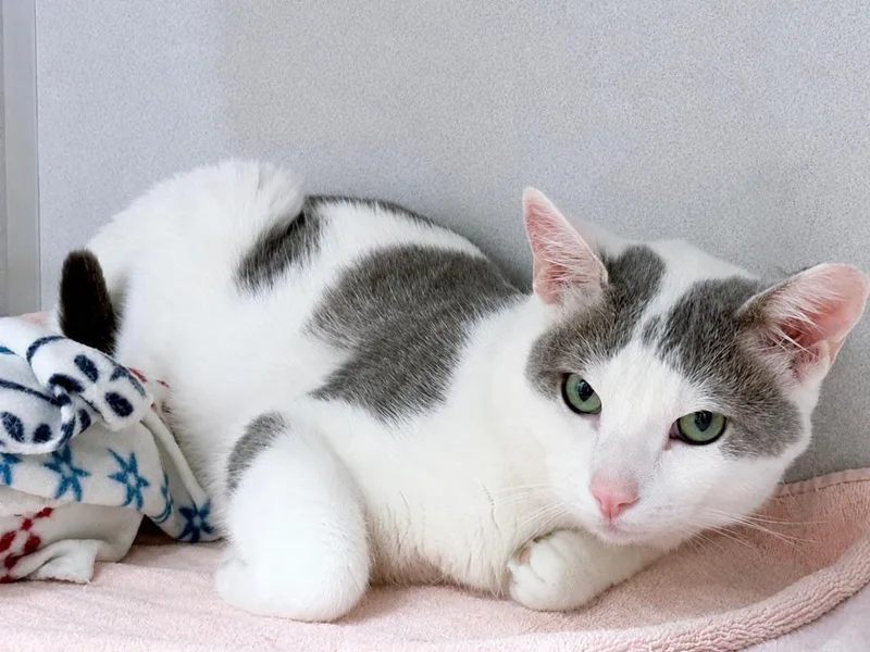 Tom Cat thumbnail 2
