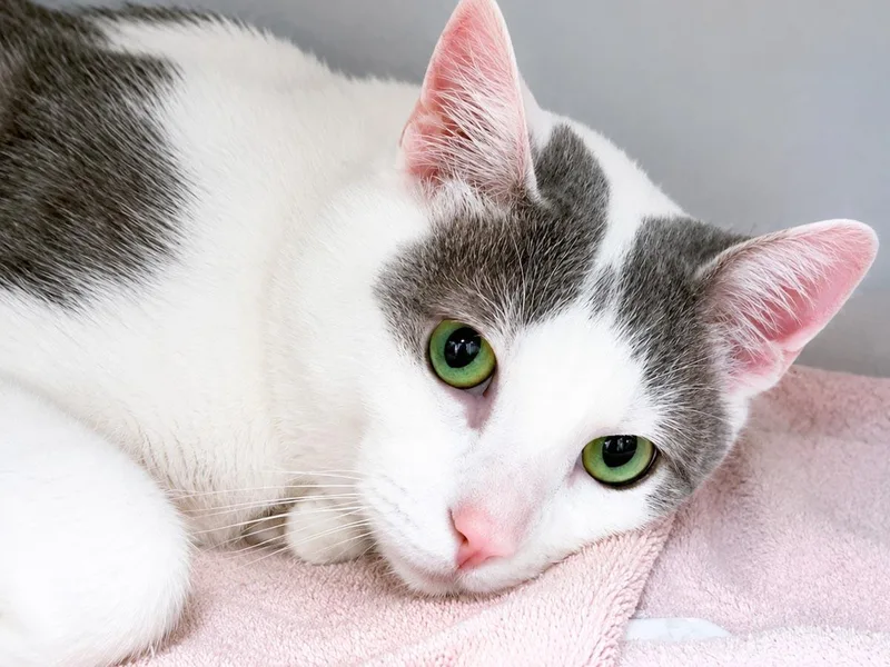 Tom Cat thumbnail 3