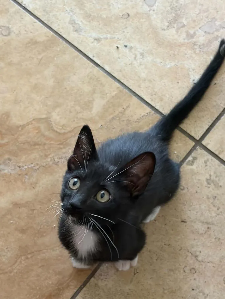 A baby medium-sized male Black & White / Tuxedo Domestic Short Hair cat named Bowie for adoption in tucson, AZ