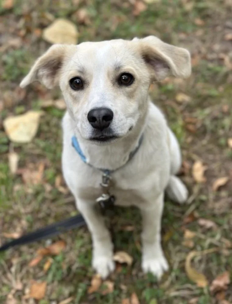 A baby medium-sized female Labrador Retriever dog named Sorbet for adoption in Vancouver, WA