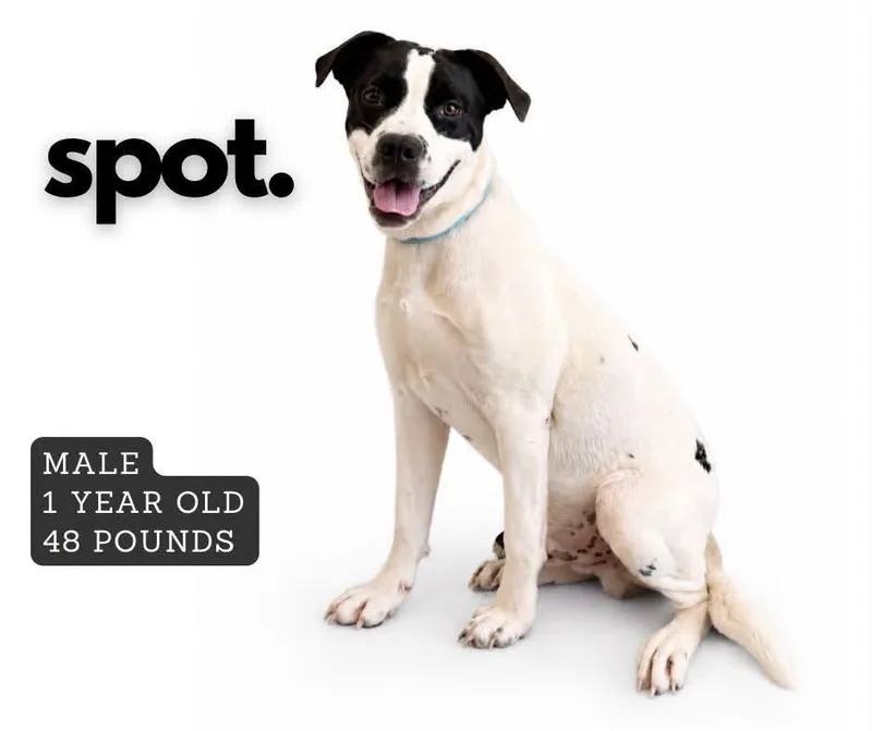 Spot