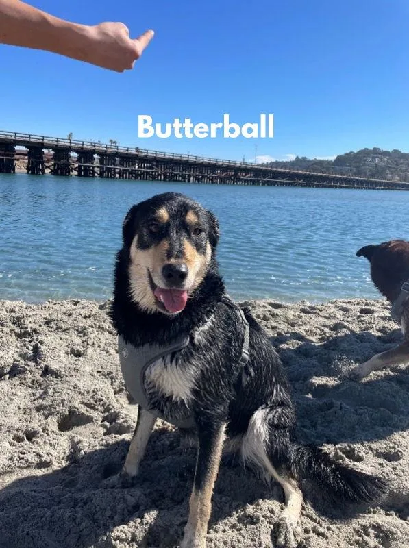 Butterball