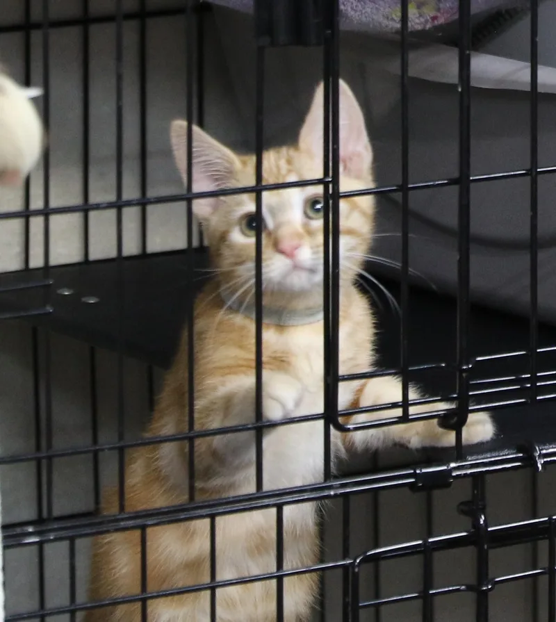 Daffy thumbnail 2