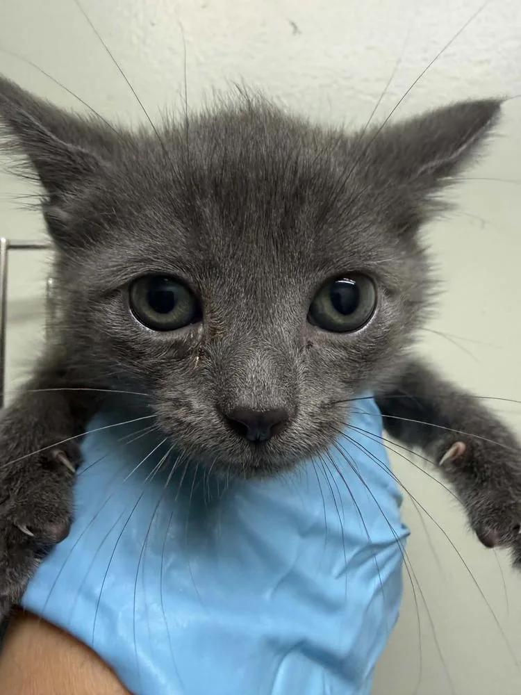 A baby small-sized female Gray / Blue / Silver Domestic Short Hair cat named Kitsune for adoption in Evansville, IN