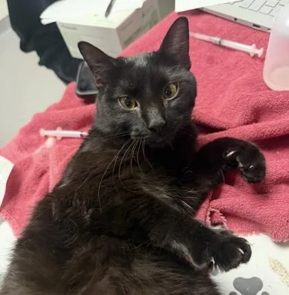 An adult small-sized male Domestic Short Hair cat named Peepers for adoption in West Chester, PA