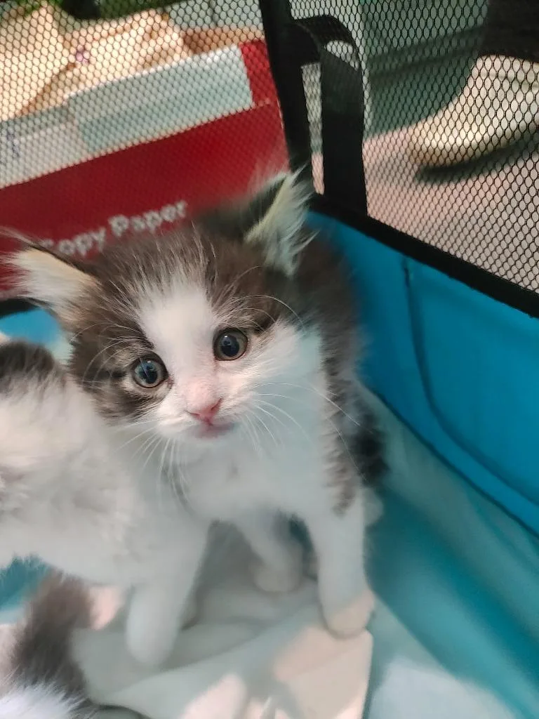 A baby medium-sized female Domestic Medium Hair cat named Buncha Crunch for adoption in Fort Lupton, CO