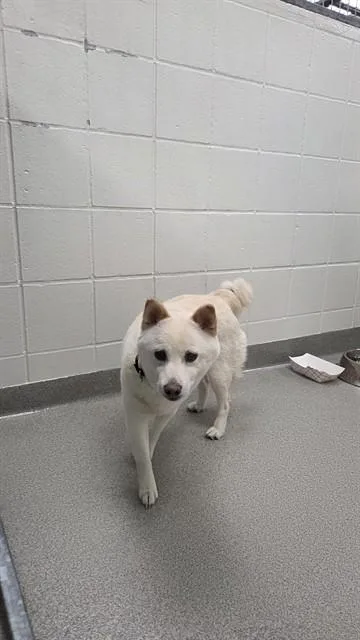 An adult medium-sized female Shiba Inu dog named Roxxi Chiquis for adoption in Omaha, NE