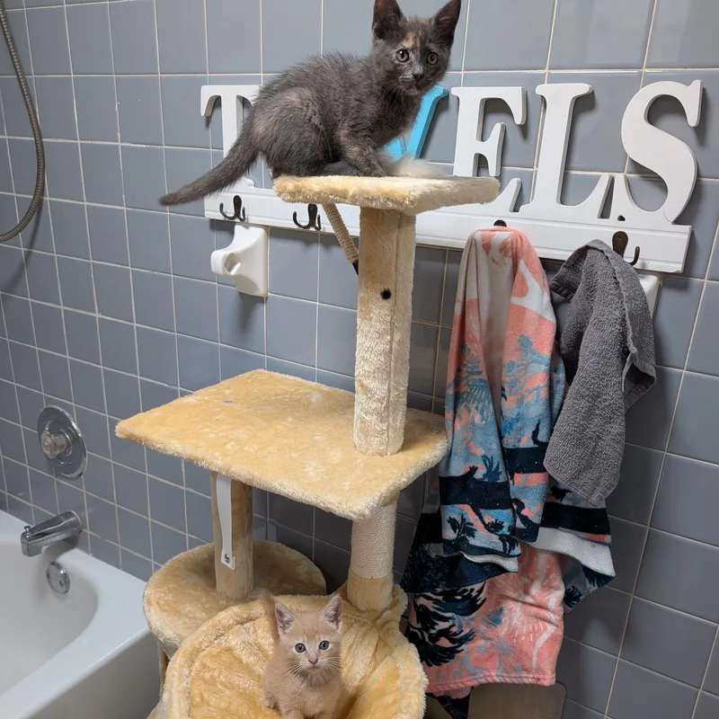 A baby medium-sized female Tabby (Orange / Red) Domestic Short Hair cat named Tree Trunks & Fiona for adoption in Philadelphia, PA