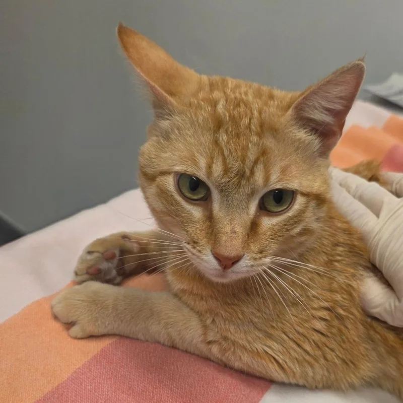 An adult large-sized male Orange / Red Domestic Short Hair cat named Sunshine for adoption in Jacksonville, FL