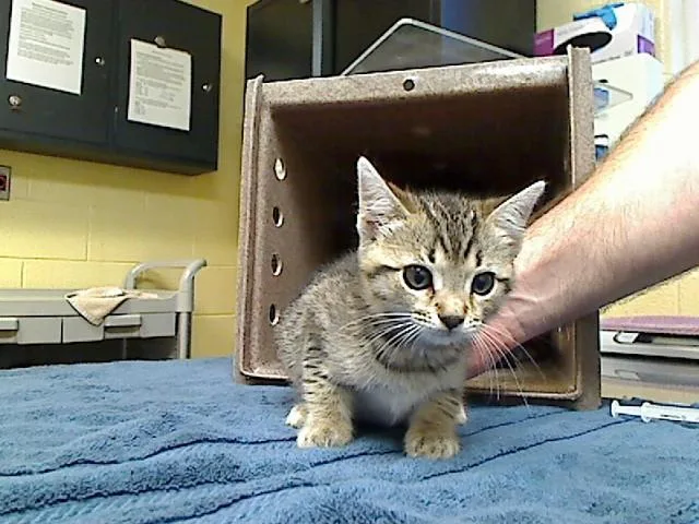 A baby medium-sized female Domestic Short Hair cat named Diget for adoption in Cookeville, TN