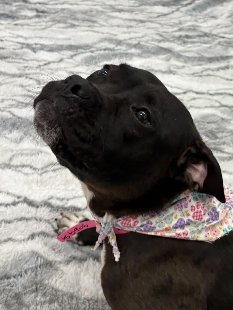 An adult medium-sized female Mixed Breed dog named Evelyn for adoption in Detroit, MI