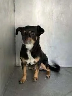 An adult small-sized male Chihuahua dog named Tiny Teddy for adoption in Dallas, TX