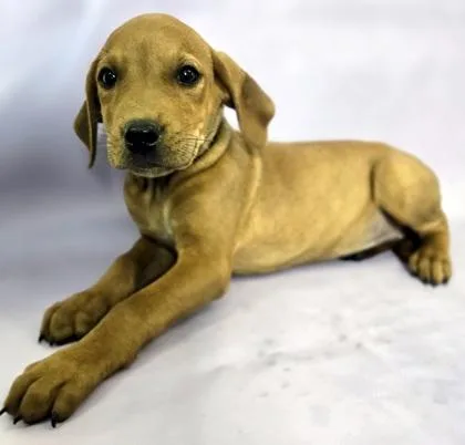 A baby large-sized female Labrador Retriever dog named Alexa for adoption in Morton Grove, IL
