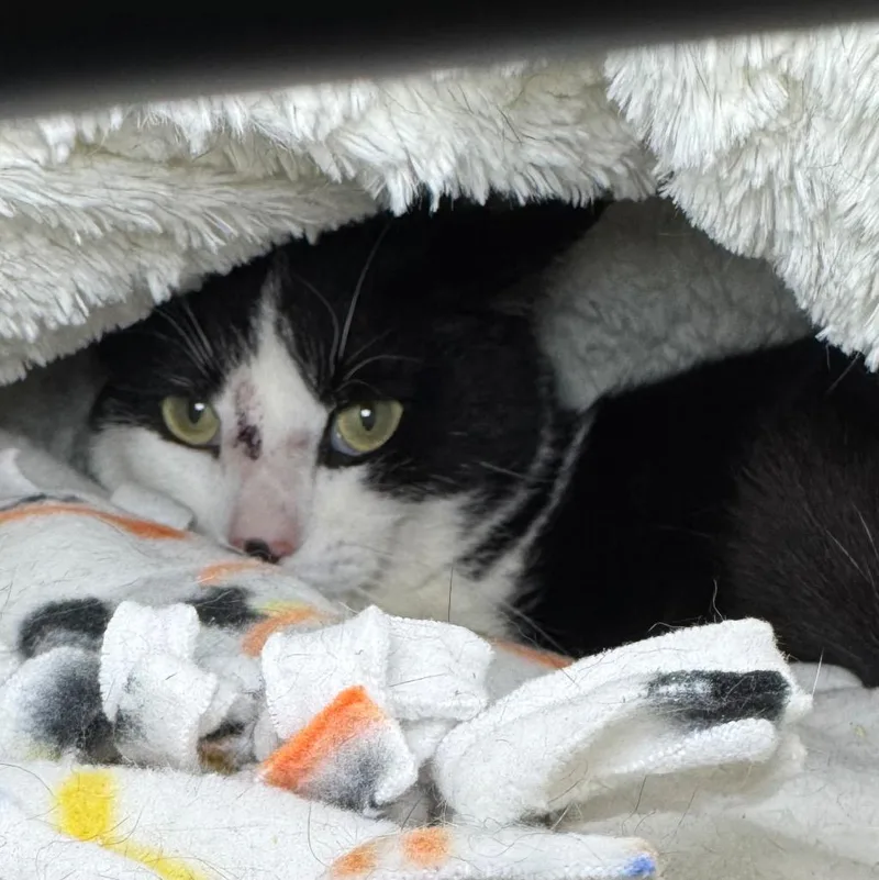 A young medium-sized female Domestic Short Hair cat named Odessa for adoption in Saginaw, MI