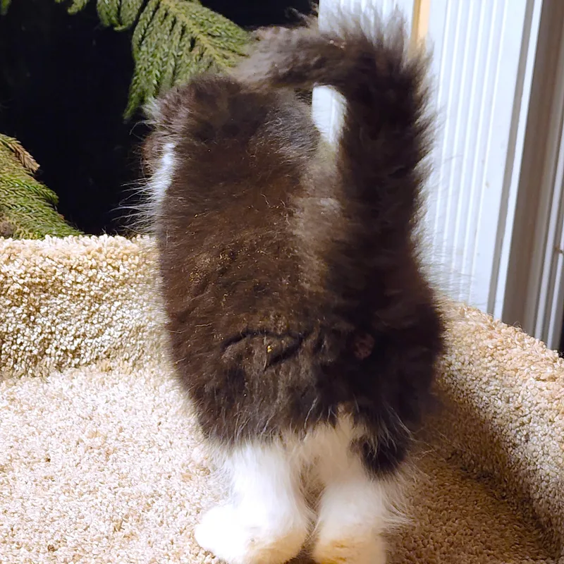 Fuzz Lightyear  Maine thumbnail 6