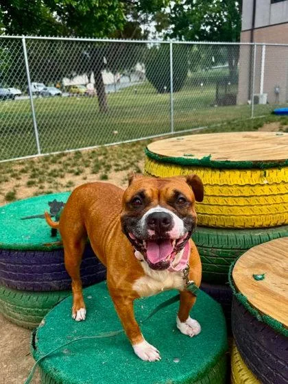 An adult large-sized female Mixed Breed dog named Pandora Shadow for adoption in West Chester, PA